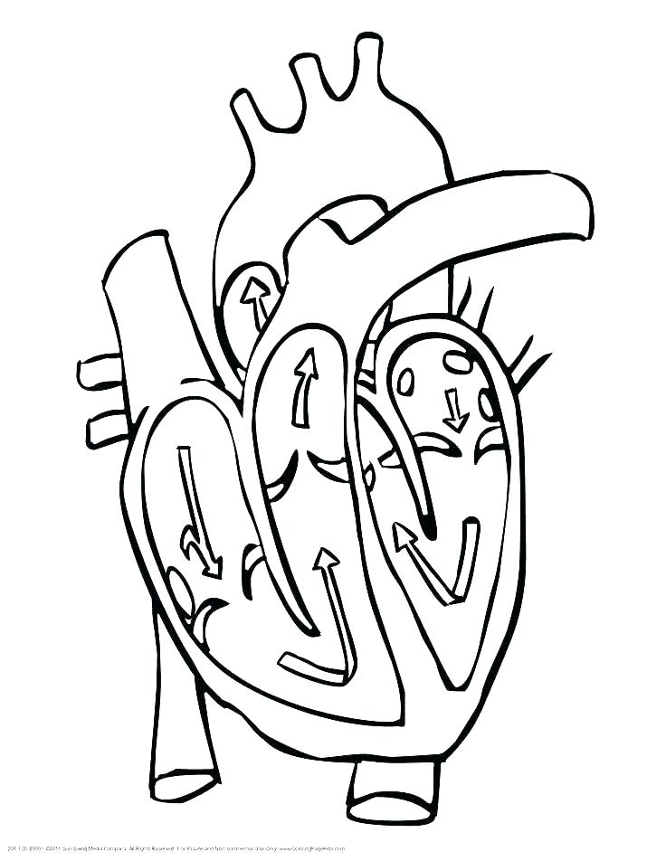 736x952 Heart Anatomy Coloring Pages Coloring Page Of A Heart Abstract