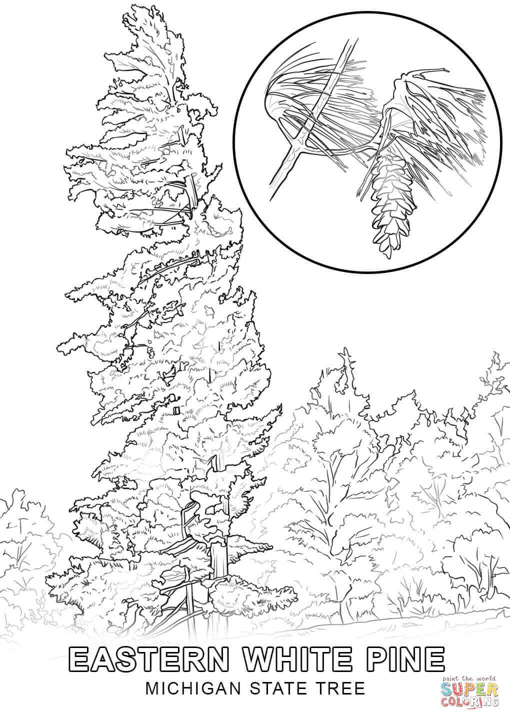Michigan State Tree Coloring Pages 1020x1440 Michigan State Tree Coloring Pages