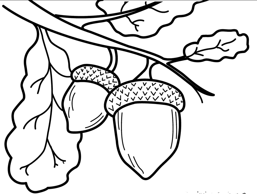 Acorn Coloring Pages 985x744 Acorn Coloring Pages