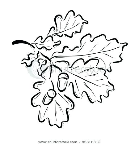 Acorn Coloring Page Acorn Pictures To Color Oak Leaf With Acorns 450x468 Acorn Coloring Page Acorn Pictures To Color Oak Leaf With Acorns