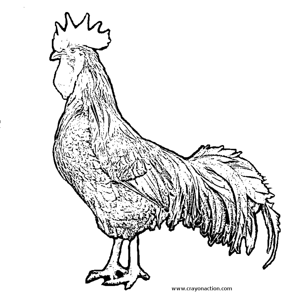 Rooster Coloring Page Crayon Action Coloring Pages 959x962 Rooster Coloring Page Crayon Action Coloring Pages