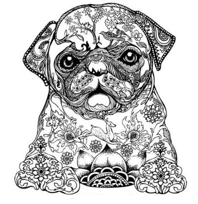 404x416 Adult Coloring Pages Bulldog Animal Patterns Drawing Board Weekly