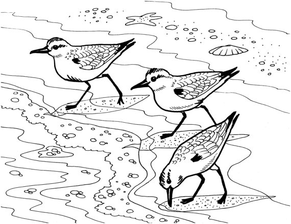 570x440 Sanderlings Coloring Page