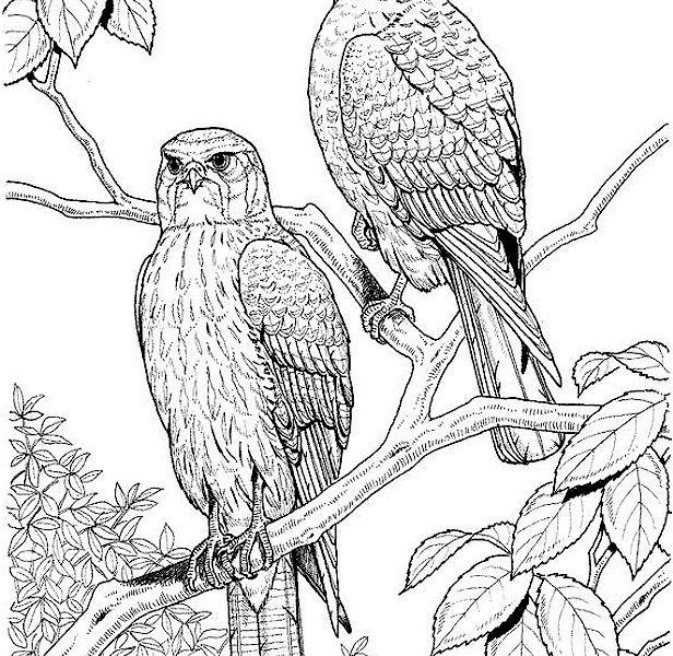Bird Coloring Pages For Adults Free Printable Adult Coloring Pages 616x600 Bird Coloring Pages For Adults Free Printable Adult Coloring Pages