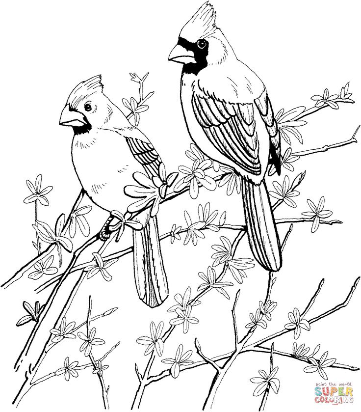19 Best Coloring Pages Birds Images On Coloring Books 736x839 19 Best Coloring Pages Birds Images On Coloring Books