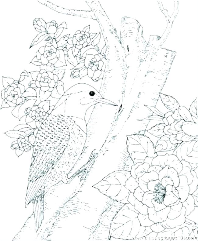 Coloring Pages Of Birds Adult Coloring Pages Bird Robin Bird 650x789 Coloring Pages Of Birds Adult Coloring Pages Bird Robin Bird