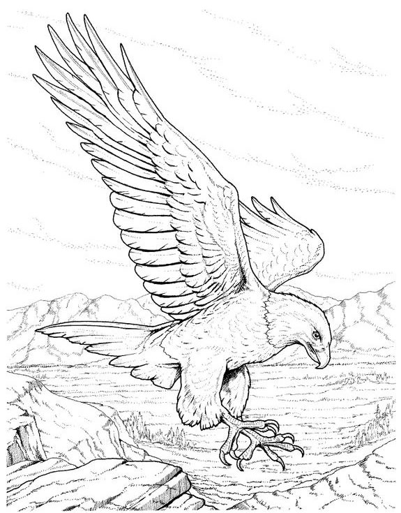Eagle Coloring Pages 575x735 Eagle Coloring Pages