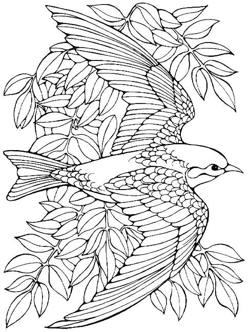 Printable Advanced Bird Coloring Pages For Adults Free 484x648 Printable Advanced Bird Coloring Pages For Adults Free