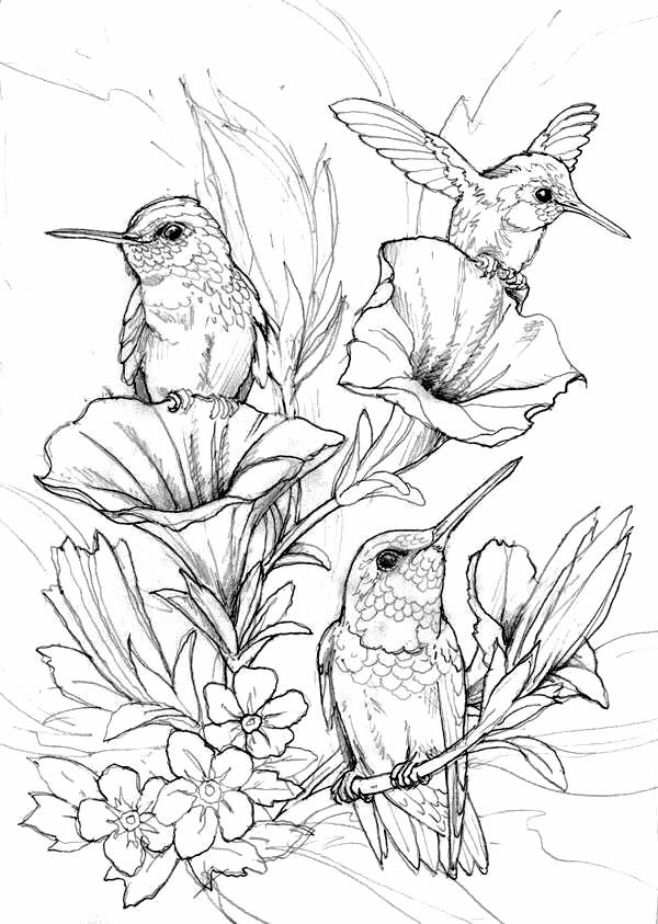 268 Best Coloring Pages Birds Images On Coloring Books 600x843 268 Best Coloring Pages Birds Images On Coloring Books