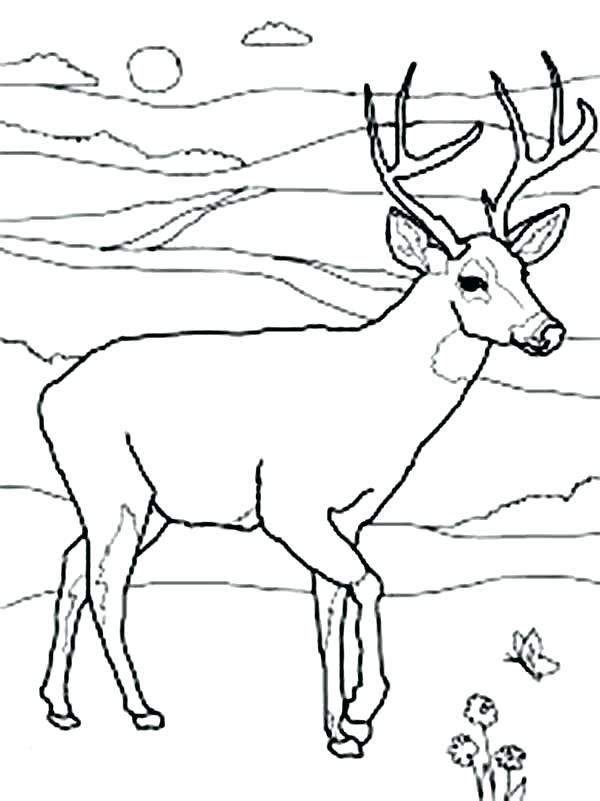 600x801 Free Deer Coloring Pages Adult Coloring Pages Deer Free Free Deer