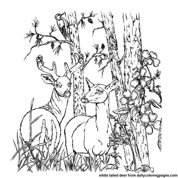 600x600 Coloring Pages Deer Adult Coloring Pages Deer Free Deer Hunting