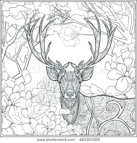 450x470 Coloring Pages Deer Deer Color Pages Deer Coloring Page Free