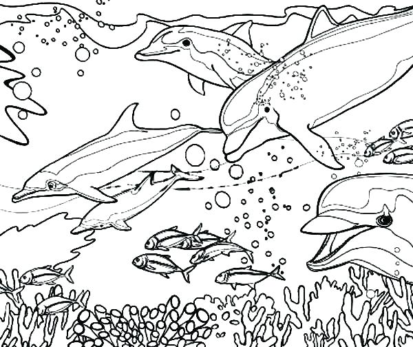 600x504 Dolphin Coloring Book Also Download Dolphin Coloring Book