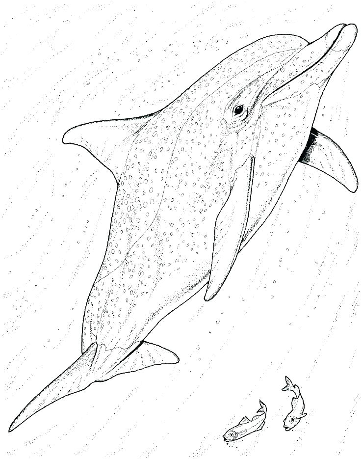 Adult Coloring Pages Dolphin at GetColorings.com | Free printable ...