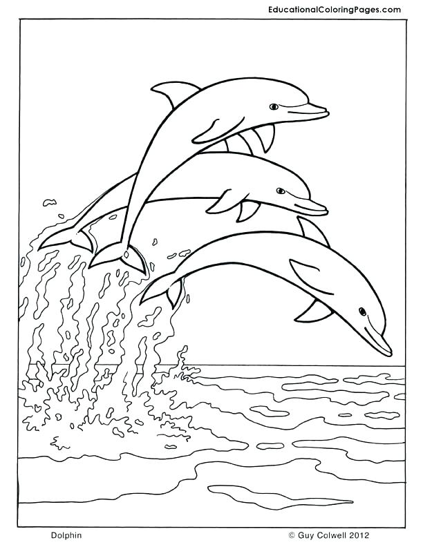 612x792 Coloring Pages Of Dolphins Coloring Pages Dolphins Dolphin