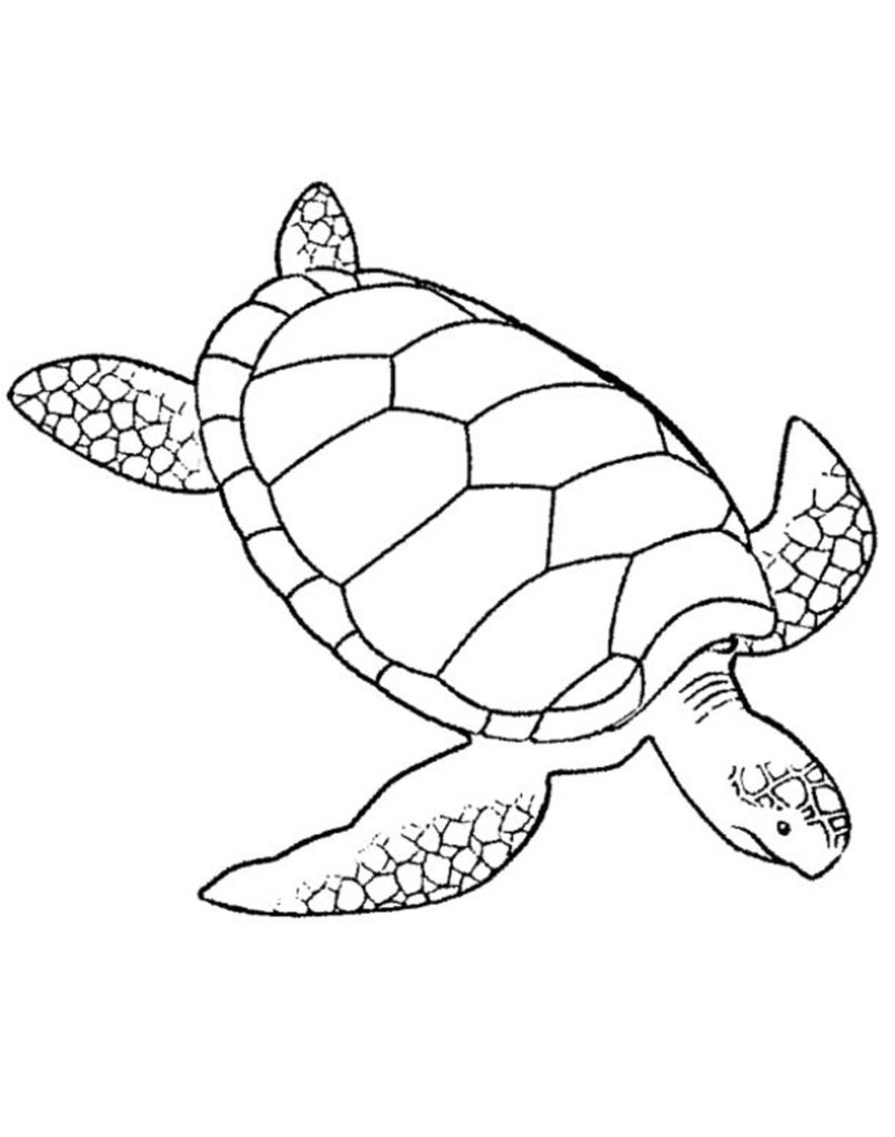 Turtles Coloring Pages For Adults Printable Kids Colouring Pages 806x1024 Turtles Coloring Pages For Adults Printable Kids Colouring Pages