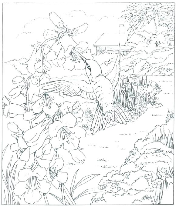 580x683 Free Nature Coloring Pages Coloring Pages For Adults Nature Nature