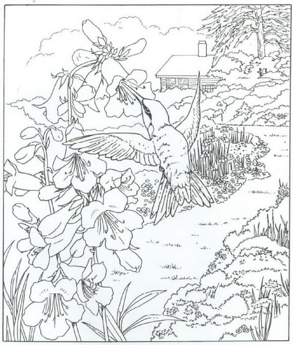 580x683 40 Coloring Pages Of Nature Around The House On Kids N Fun.co.uk