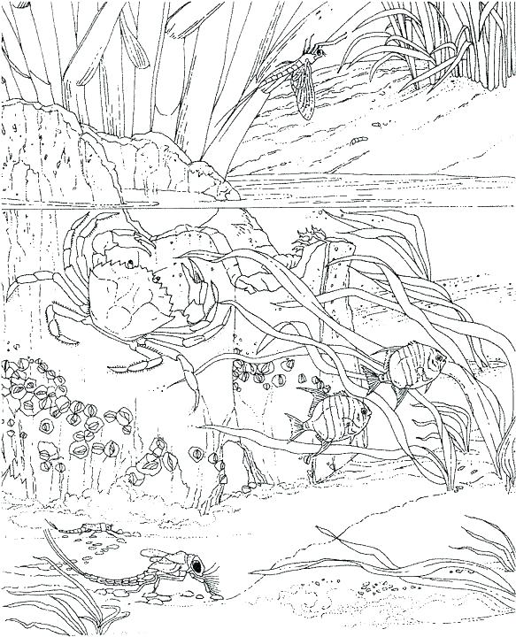 Free Ocean Scene Coloring Pages Kids Coloring Ocean Scene Coloring 583x720 Free Ocean Scene Coloring Pages Kids Coloring Ocean Scene Coloring