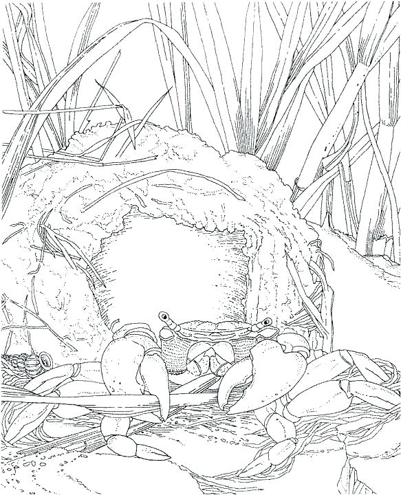 Ocean Coloring Pages 583x720 Ocean Coloring Pages