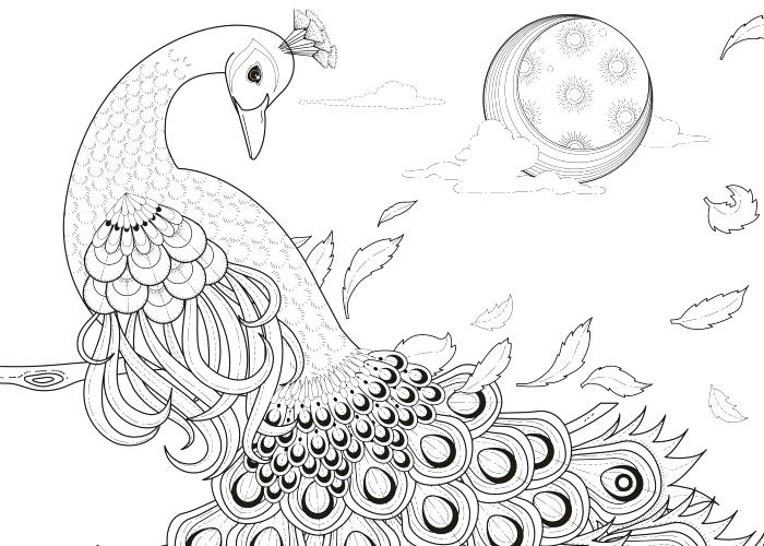 700x500 Peacock Coloring Pages Free Printable Adult Coloring Pages Peacock