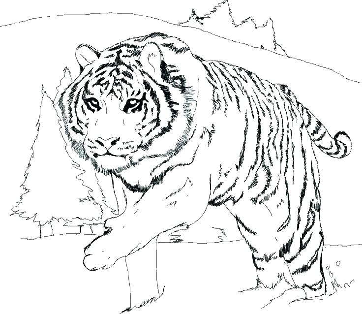 736x638 Coloring Page Of A Tiger Adult Coloring Pages Tiger Preschool