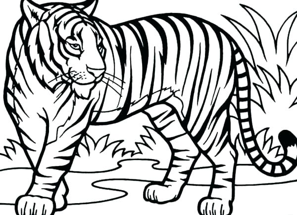 600x434 Tiger Coloring Picture Tiger Coloring Pages Printable Coloring