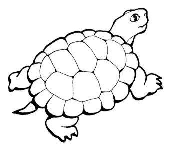 350x296 Turtle Coloring Pages For Adult Coloring Pages