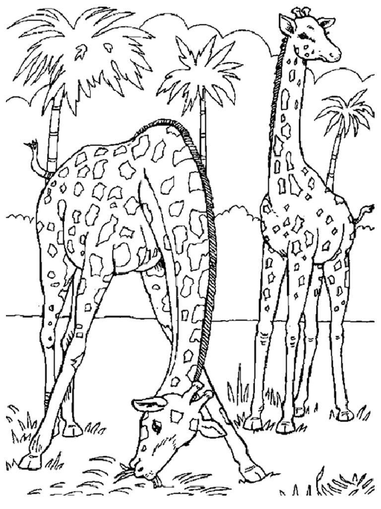 Giraffe Coloring Pages 768x1024 Giraffe Coloring Pages