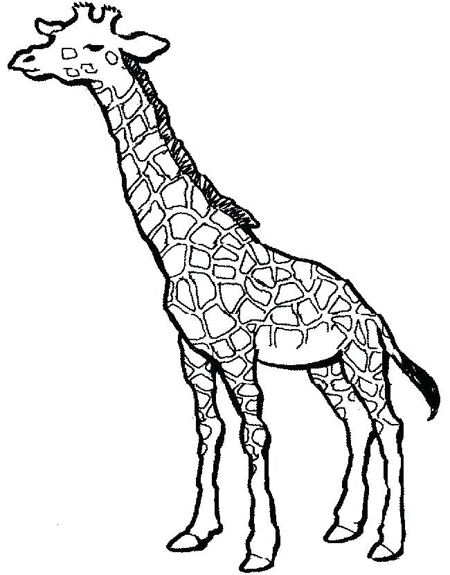 Giraffe Coloring Pictures Giraffe Coloring Pages Get This 650x830 Giraffe Coloring Pictures Giraffe Coloring Pages Get This