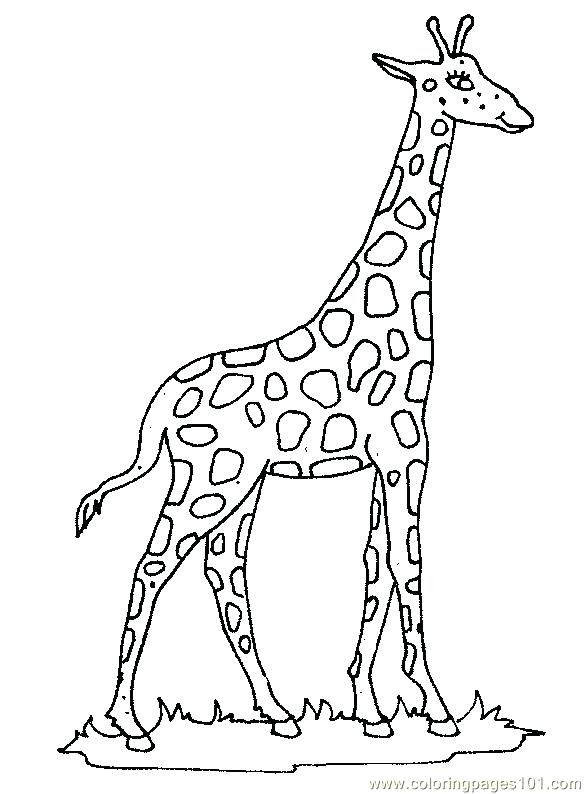 Giraffes Coloring Pages Giraffe Coloring Page Cute Cartoon Giraffe 585x794 Giraffes Coloring Pages Giraffe Coloring Page Cute Cartoon Giraffe