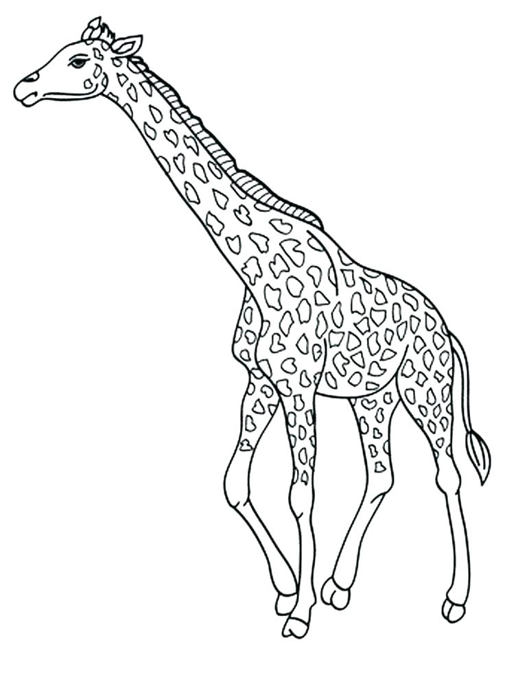 Giraffes Coloring Pages Giraffe Coloring Pages To Print Giraffe 736x981 Giraffes Coloring Pages Giraffe Coloring Pages To Print Giraffe