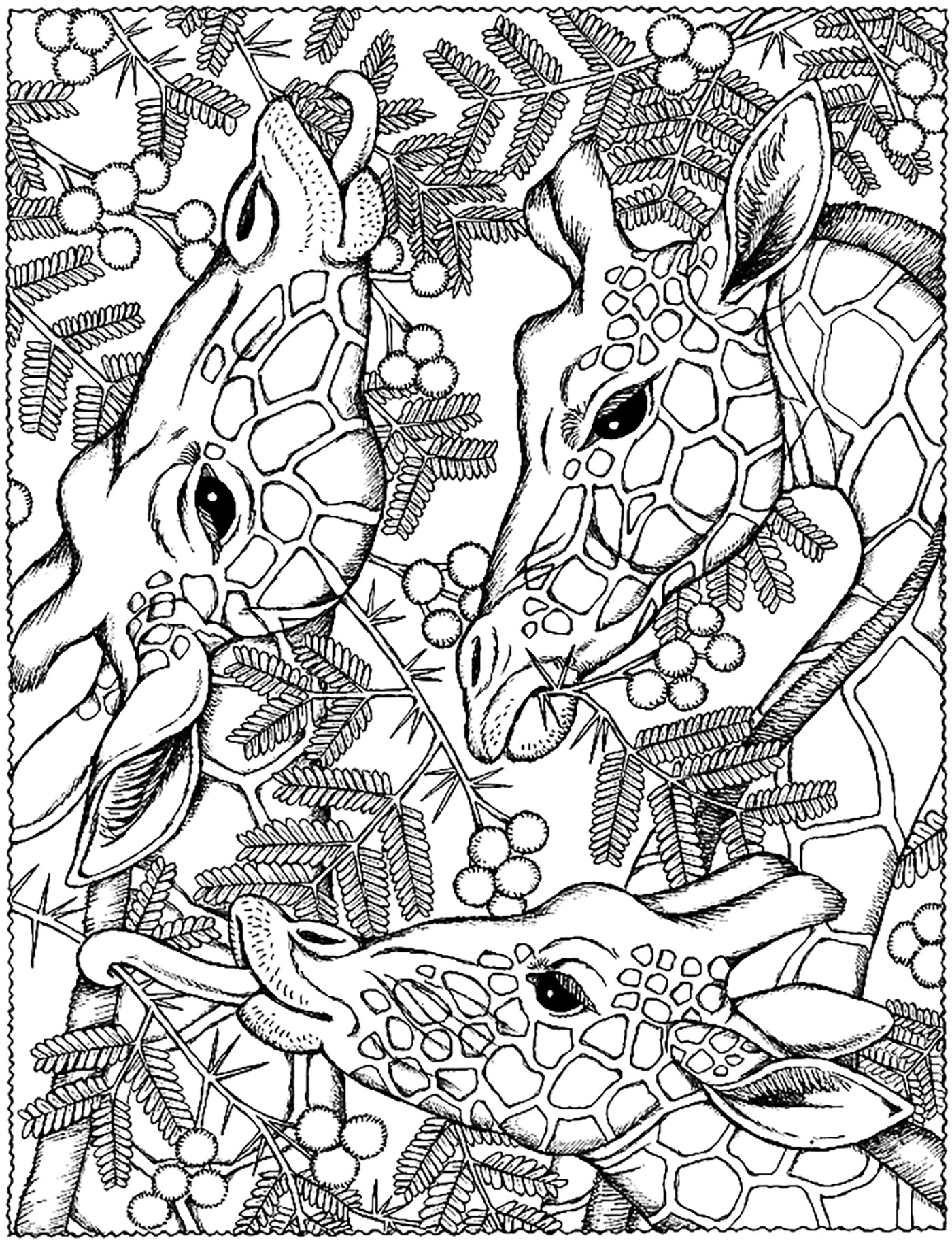 Giraffes Heads 1400x1848 Giraffes Heads