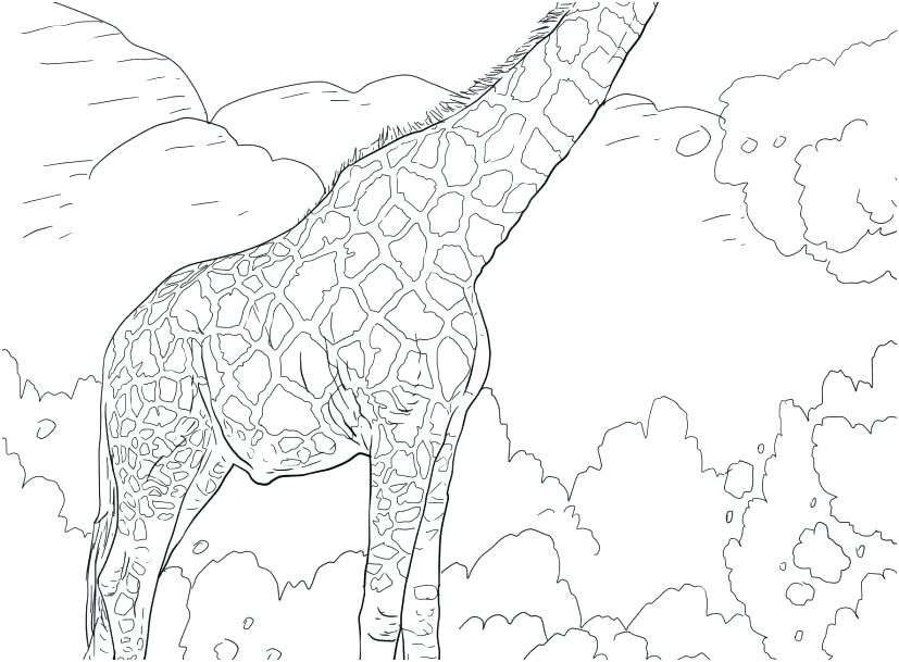 Realistic Giraffe Coloring Pages Vanda 827x609 Realistic Giraffe Coloring Pages Vanda