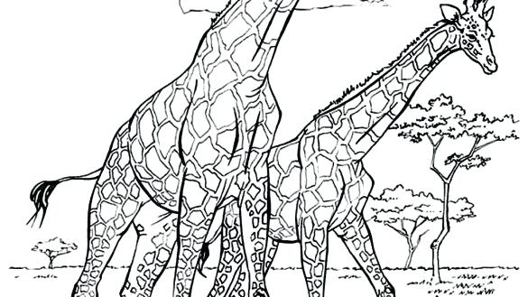 Coloring Pages Of Giraffes Giraffe Coloring Pages Baby Giraffe 585x329 Coloring Pages Of Giraffes Giraffe Coloring Pages Baby Giraffe