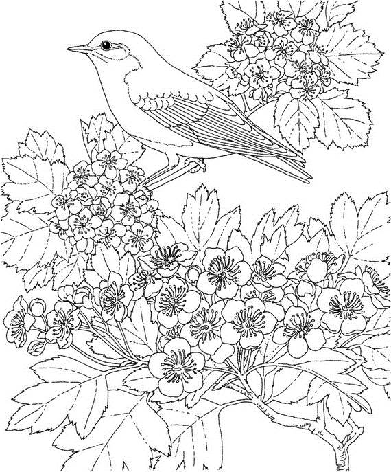 Unique Spring Amp Easter Holiday Adult Coloring Pages Designs 570x687 Unique Spring Amp Easter Holiday Adult Coloring Pages Designs