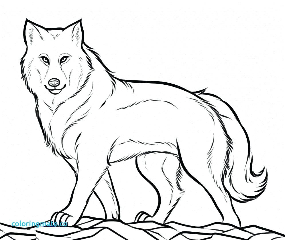 995x839 Coloring Page ~ Wolves Coloring Pages Wolf For Adults Luxury Free