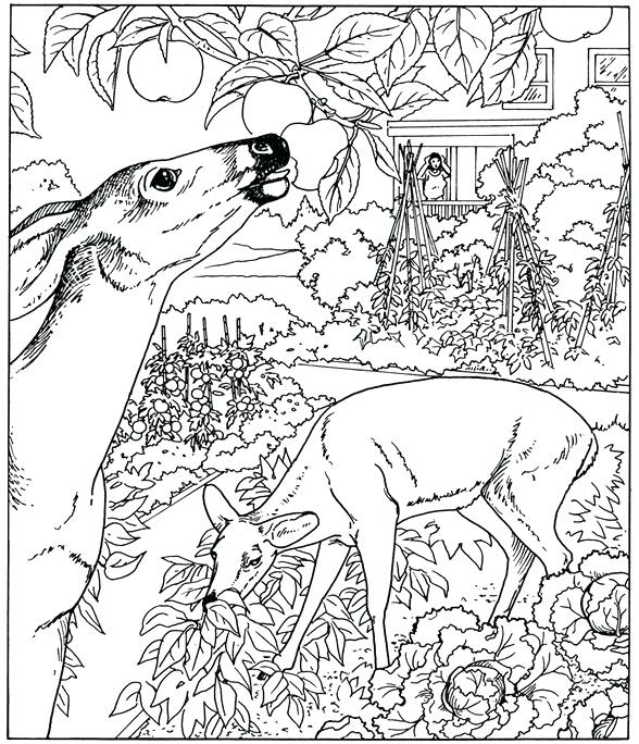 588x684 Advanced Coloring Pages Of Animals Advanced Animal Coloring Pages