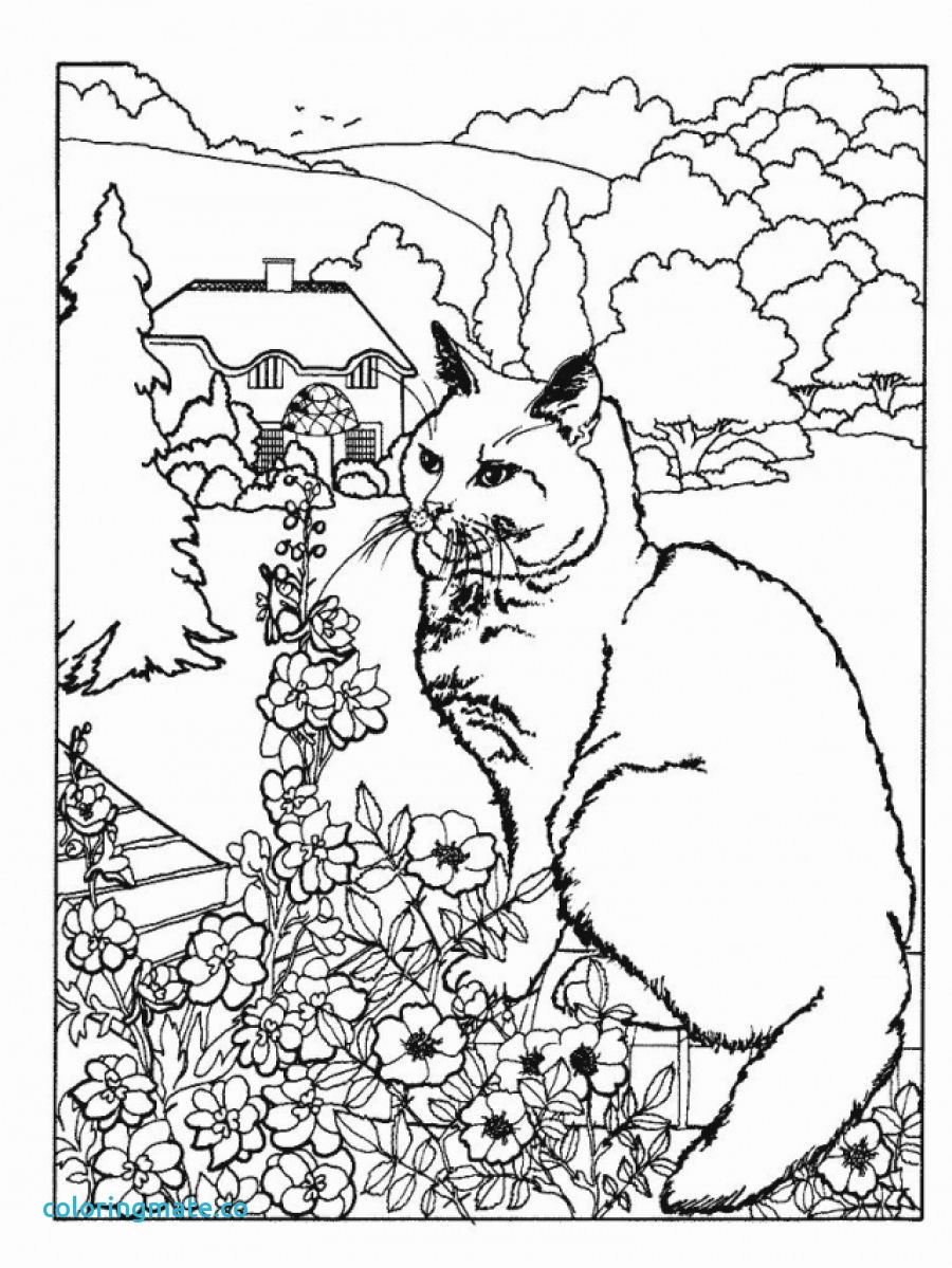 900x1199 Advanced Coloring Pages Of Animals Competitive