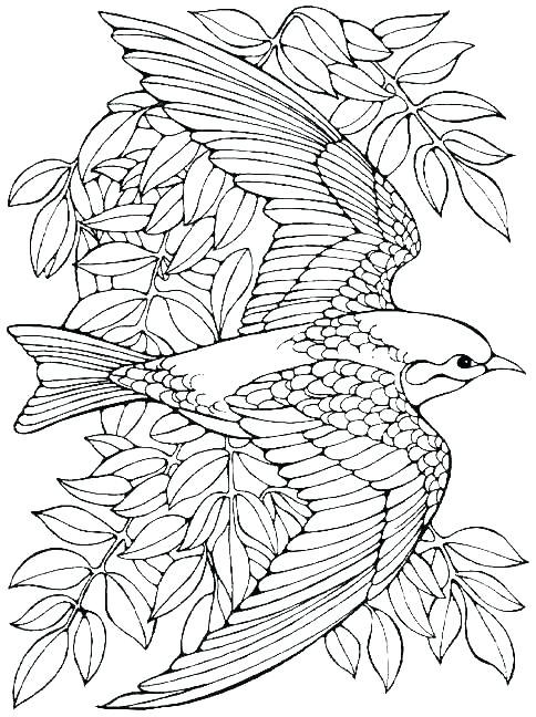 Free Adult Christmas Coloring Pages And Advanced Coloring Pages 484x648 Free Adult Christmas Coloring Pages And Advanced Coloring Pages