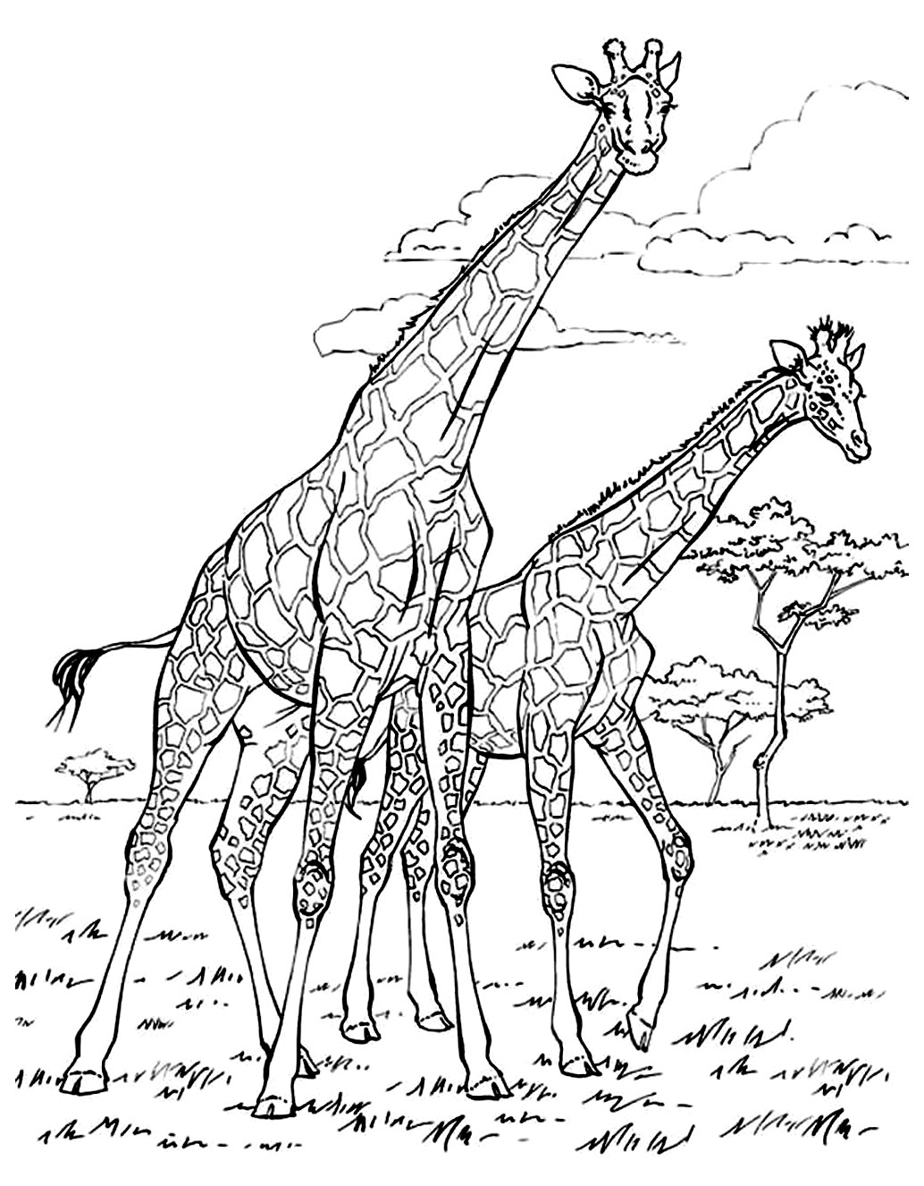 1034x1326 Africa Giraffes