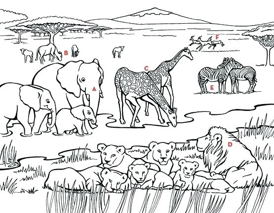 555x432 Coloring Pages African Animals Ebestbuyvn.co