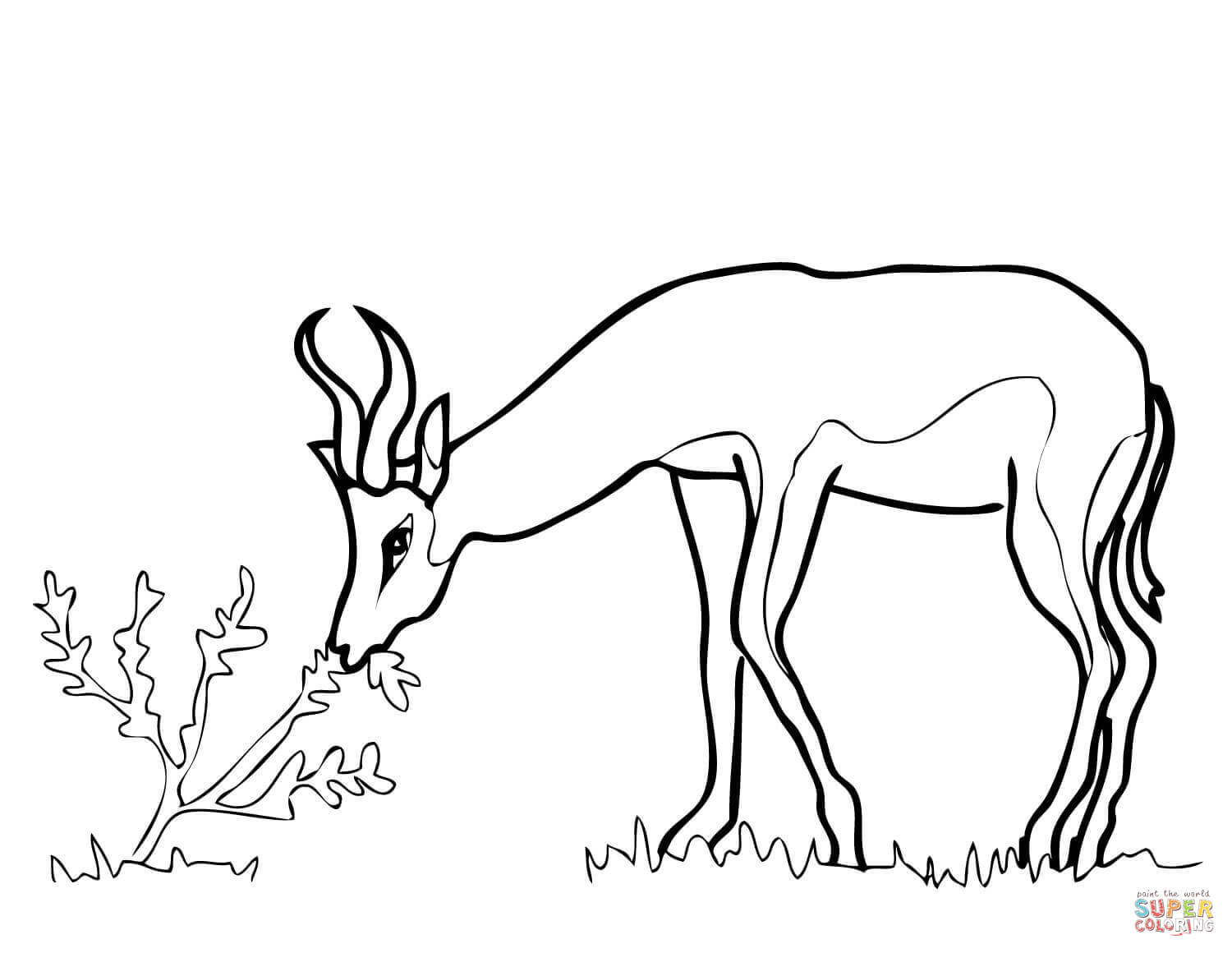 1500x1160 Springbok From South Africa Coloring Page Free Printable Best