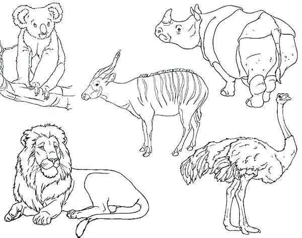 600x472 Best Of African Animal Coloring Pages Pictures Animals Coloring