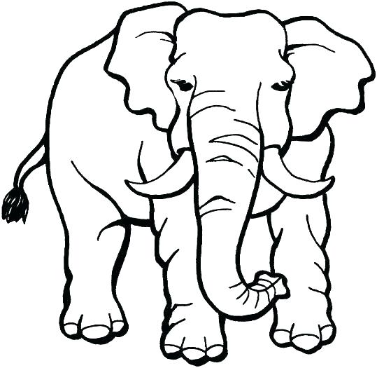 539x525 African Animal Coloring Pages Animal Coloring Pages Safari Animal