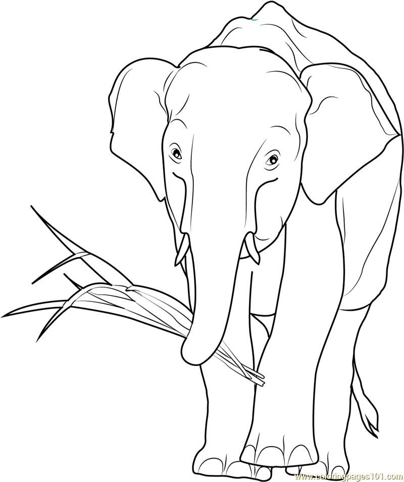 African Elephant Eating Coloring Page 800x955 African Elephant Eating Coloring Page