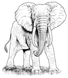 African Elephant Color Page Kids Coloring Pages 236x271 African Elephant Color Page Kids Coloring Pages