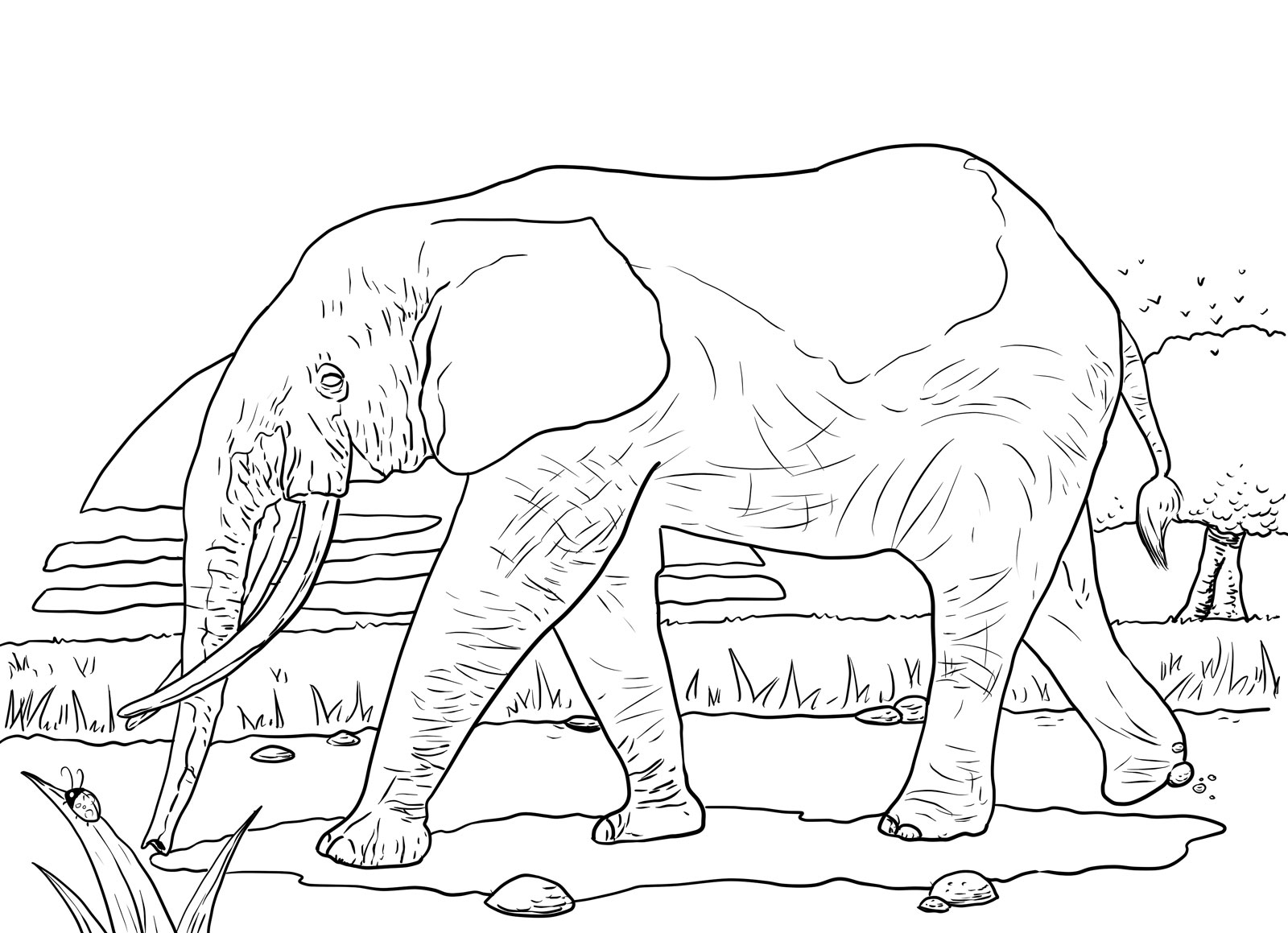 Amazing Elephant Coloring Pages 1600x1159 Amazing Elephant Coloring Pages