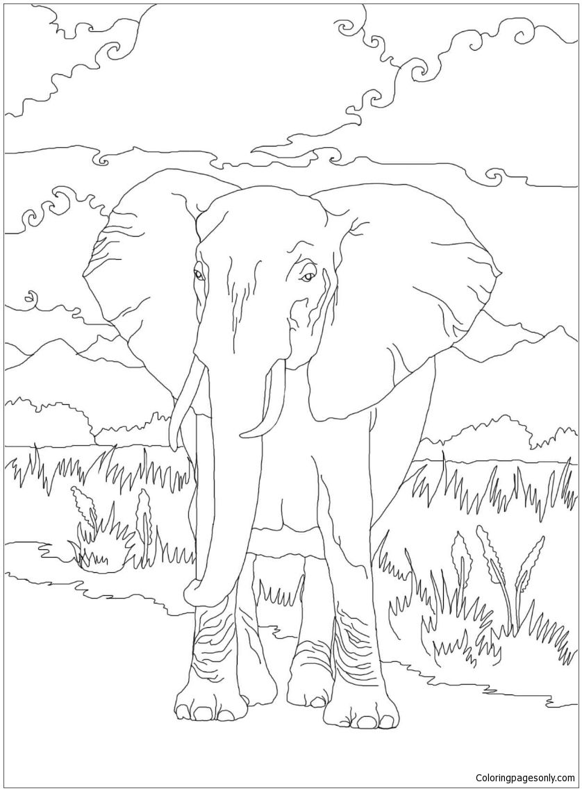 African Bush Elephant Coloring Page Deserts Coloring Pages 838x1139 African Bush Elephant Coloring Page Deserts Coloring Pages