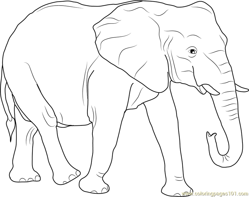 African Elephant Coloring Page 800x633 African Elephant Coloring Page
